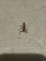 Rocconota annulicornis