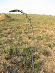 Drimia echinostachya