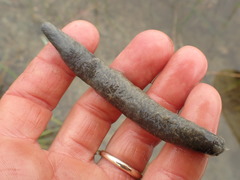 Haemopis lateromaculata