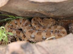 Bitis caudalis