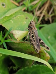 Omocestus haemorrhoidalis