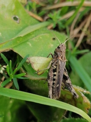 Omocestus haemorrhoidalis