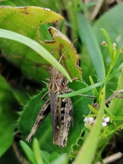 Omocestus haemorrhoidalis