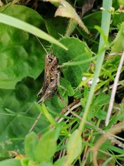 Omocestus haemorrhoidalis