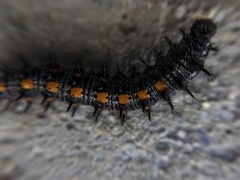 Euphydryas chalcedona
