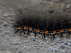 Euphydryas chalcedona