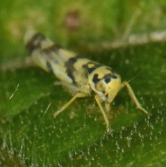Eupteryx atropunctata