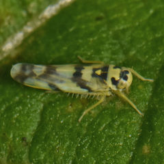 Eupteryx atropunctata