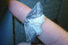 Prochoerodes amplicineraria