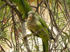 Myiopsitta monachus