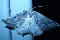 Prochoerodes amplicineraria