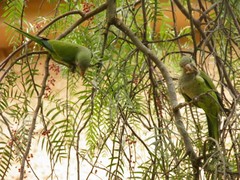Myiopsitta monachus