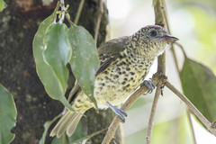 Oxyruncus cristatus