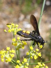 Scolia hirta