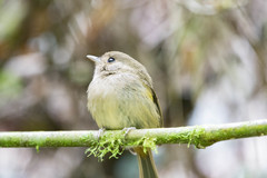 Hemitriccus obsoletus