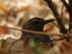 Turdus merula