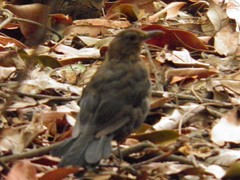 Turdus merula