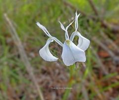 Moraea tripetala tripetala