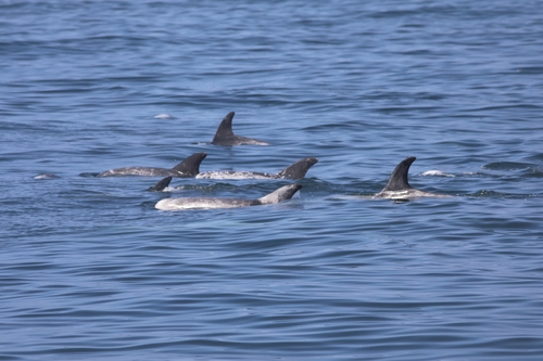 Risso's dolphin