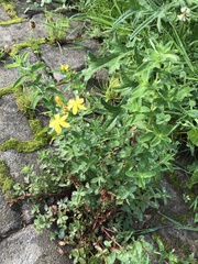 Hypericum maculatum obtusiusculum