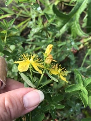 Hypericum maculatum obtusiusculum