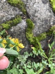 Hypericum maculatum obtusiusculum