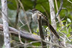 Batara cinerea