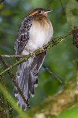 Dromococcyx pavoninus