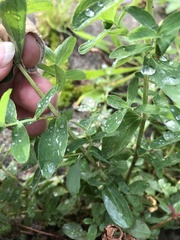Hypericum maculatum obtusiusculum