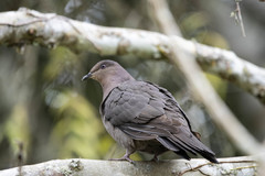 Patagioenas plumbea