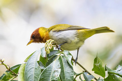 Hemithraupis ruficapilla