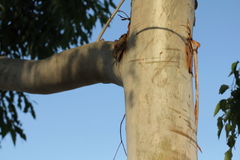 Eucalyptus urophylla