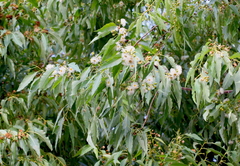 Eucalyptus urophylla