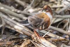 Laterallus leucopyrrhus