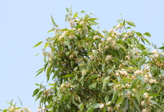 Eucalyptus urophylla