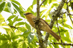 Orchesticus abeillei