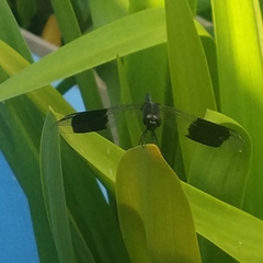 Erythrodiplax umbrata