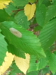 Phyllonorycter esperella