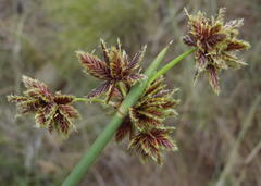 Cyperus marginatus