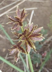 Cyperus marginatus