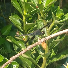 Erythrodiplax umbrata