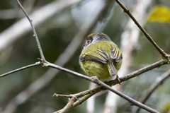 Myiornis auricularis