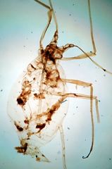 Acyrthosiphon macrosiphum