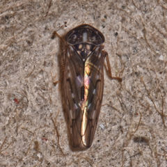 Idiocerus setaceus