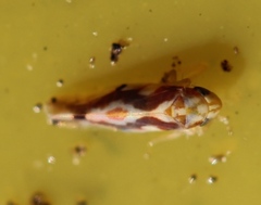 Erythroneura ziczac