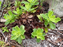 Osmitopsis dentata