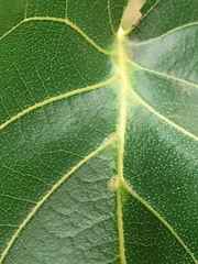 Crypturaphis grassii