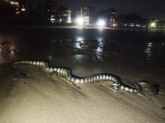 Hydrophis cyanocinctus