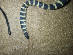 Hydrophis cyanocinctus