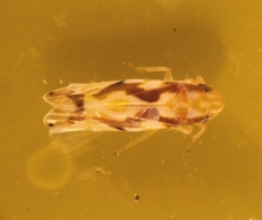 Erythroneura ziczac